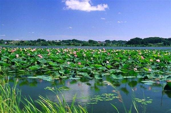 諾獅團(tuán)隊(duì)考察微山湖旅游景區(qū)”田園綜合體和特色小鎮(zhèn)“項(xiàng)目